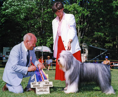 Smokey  earns his Canadian championship with another Best of Breed. Here is is with his mommy and the judge in a "show photo".